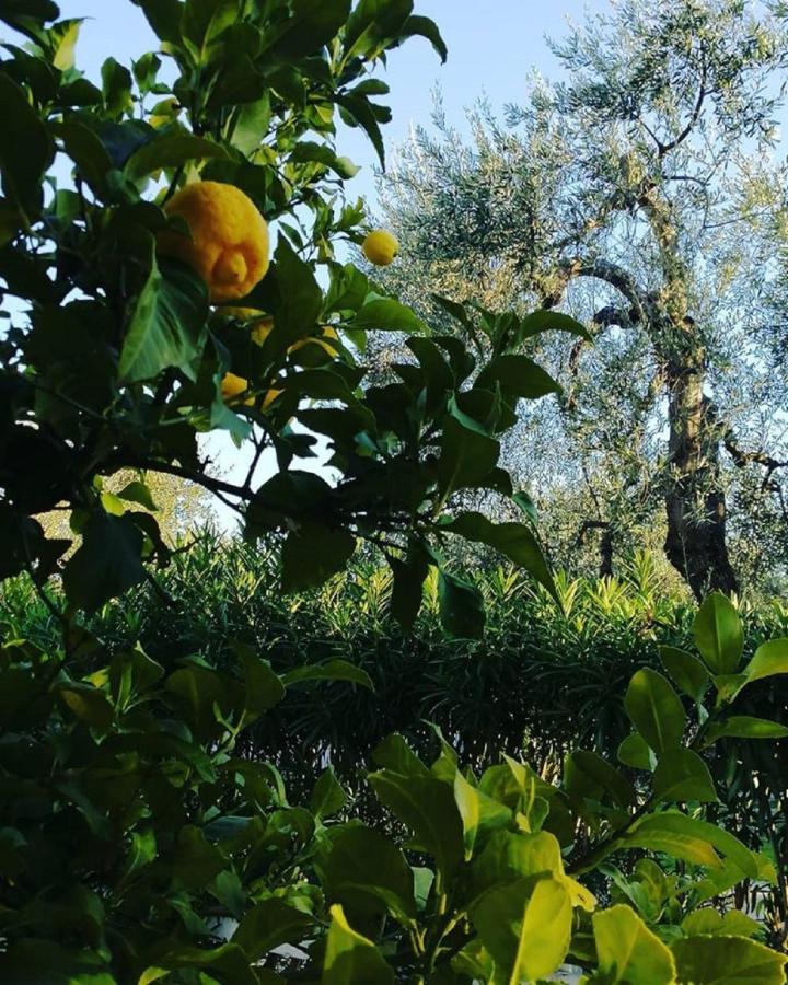 Hotel Il Melograno Mattinata Dış mekan fotoğraf